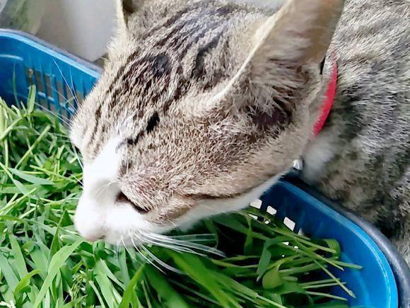 猫能吃韭菜吗