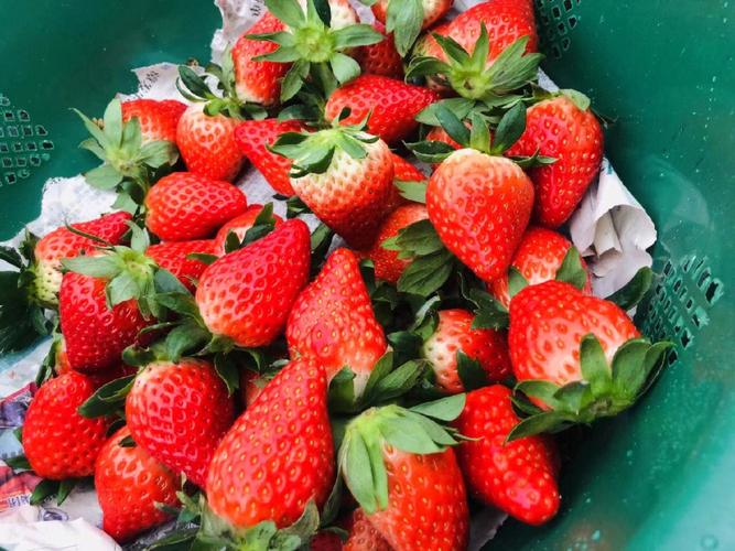 草莓是低糖水果吗